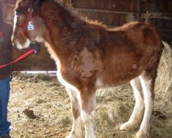 Zuchtstute Boulder Bluff Sadie (Clydesdale, 2012, von Hatfield Majestic)