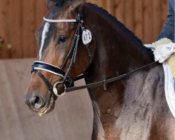 dressage horse Santa Lucia 40 (Bavarian, 2006, from In Flagranti)