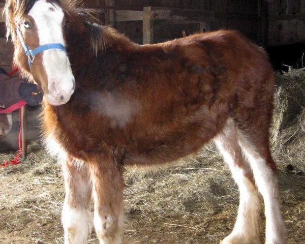 Pferd Boulder Bluff Roxanne (Clydesdale, 2012, von Willow Way Wallace)