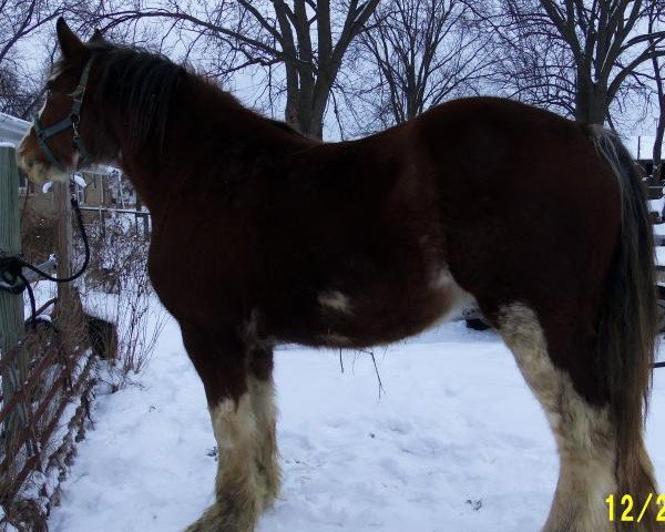 Pferd Boulder Bluff Onxy (Clydesdale, 2011, von Hatfield Majestic)