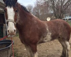 horse Boulder Bluff Sawyer (Clydesdale, 2012, from Greenwood Admiral's Colonel)