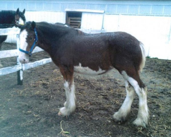 Pferd Boulder Bluff Nova (Clydesdale, 2012, von Greenwood Admiral's Colonel)