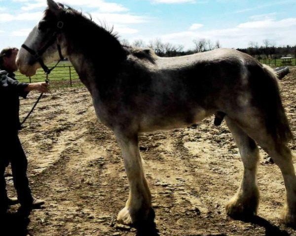 Pferd Boulder Bluff Nothinbuttrouble (Clydesdale, 2016, von Hatfield Front Runner)