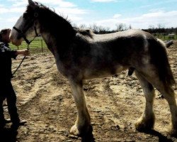 horse Boulder Bluff Nothinbuttrouble (Clydesdale, 2016, from Hatfield Front Runner)