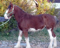 Pferd Boulder Bluff Monday (Clydesdale, 2013, von Towerview Major Attraction)