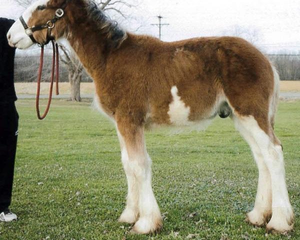 Pferd Boulder Bluff Molson (Clydesdale, 2012, von Towerview Major Attraction)