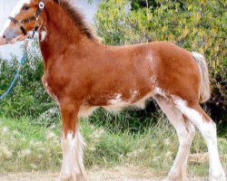 Pferd Boulder Bluff Jayme (Clydesdale, 2013, von Towerview Major Attraction)