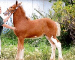 Pferd Boulder Bluff Houston (Clydesdale, 2013, von Towerview Major Attraction)