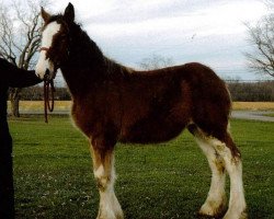 horse Boulder Bluff Haven (Clydesdale, 2012, from Maple Stone Dufferin)