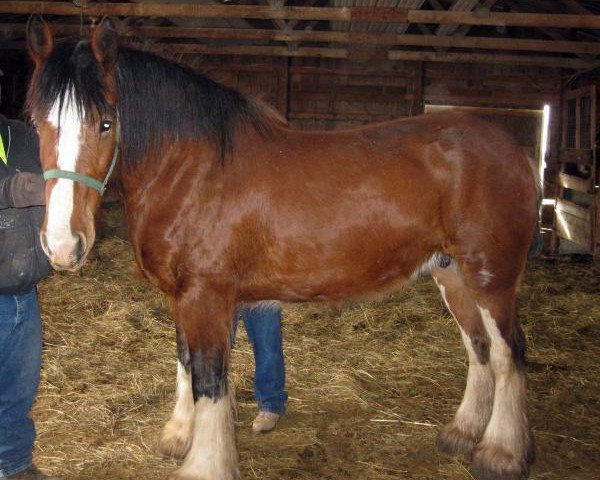 broodmare Triple Corners Ginger (Clydesdale, 2003, from Carson's Colonel J.R.)