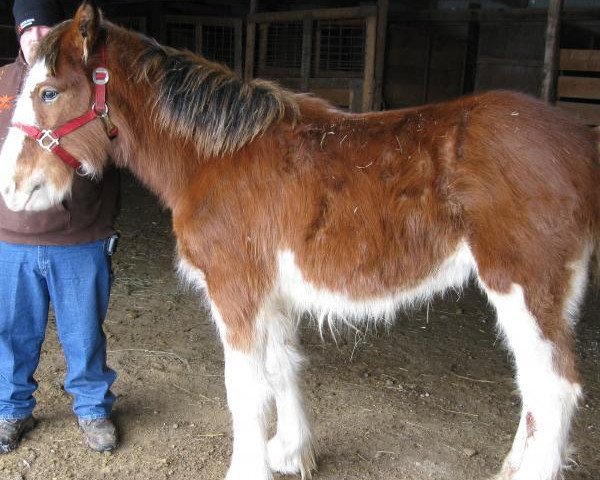 horse Boulder Bluff Glorie (Clydesdale, 2012, from Willow Way Wallace)