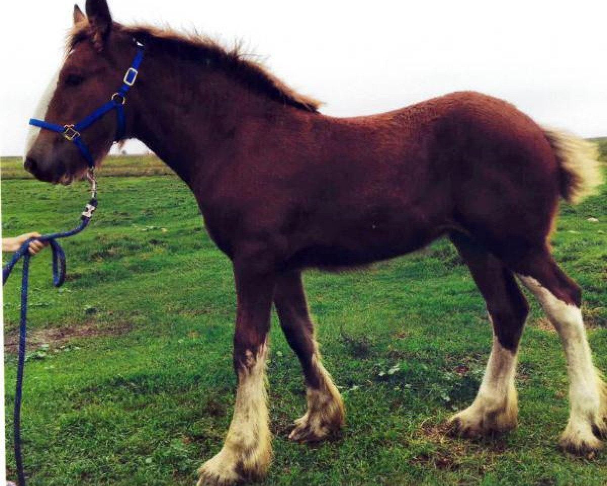 horse Diva of Double D's (Clydesdale, 2016, from Fargo's Master Diablo)