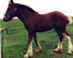 Pferd Diva of Double D's (Clydesdale, 2016, von Fargo's Master Diablo)