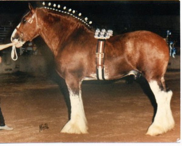 Deckhengst Excelsior 25133 (Clydesdale, 1981, von Roes Hall Favourite)