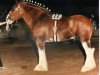 Deckhengst Excelsior 25133 (Clydesdale, 1981, von Roes Hall Favourite)