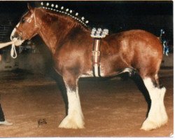 Deckhengst Excelsior 25133 (Clydesdale, 1981, von Roes Hall Favourite)