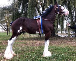 stallion Toll-Gate Marshall (Clydesdale, 2015, from Cawood Supreme Mcquaid)