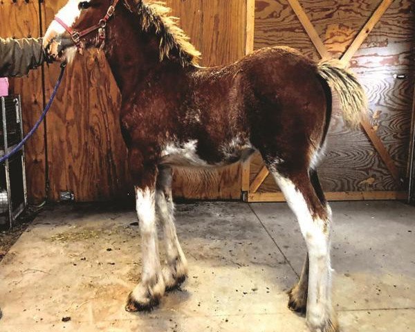 Pferd Double D's Delia (Clydesdale, 2019, von Toll-Gate Marshall)