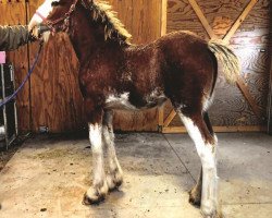 horse Double D's Delia (Clydesdale, 2019, from Toll-Gate Marshall)