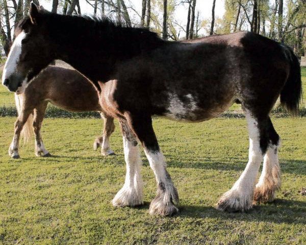 Zuchtstute Boulder Bluff Faith (Clydesdale, 2003, von Windy Ridge Prince Charles)