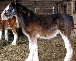 Pferd Boulder Bluff Dixon (Clydesdale, 2012, von Renaissance Prince Avery)