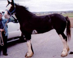 Pferd Boulder Bluff Dazzle (Clydesdale, 2011, von Renaissance Prince Avery)