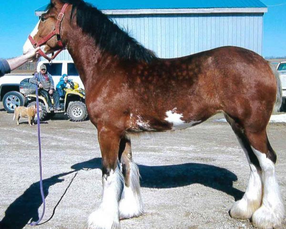 horse Boulder Bluff Cricket (Clydesdale, 2015, from Hatfield Front Runner)
