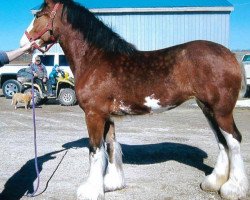 horse Boulder Bluff Cricket (Clydesdale, 2015, from Hatfield Front Runner)