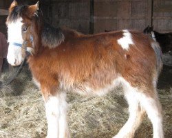 Pferd Boulder Bluff Corrin (Clydesdale, 2012, von Somewhere Yankee's Cody)