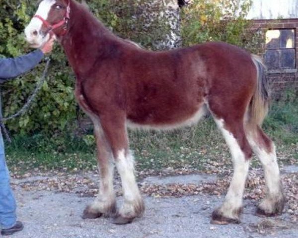 Pferd Boulder Bluff Code (Clydesdale, 2013, von Willow Way Conor)