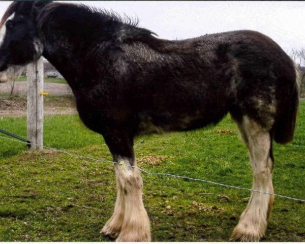 horse Boulder Bluff Chico (Clydesdale, 2009, from Harvest Mac)