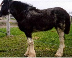 horse Boulder Bluff Chico (Clydesdale, 2009, from Harvest Mac)