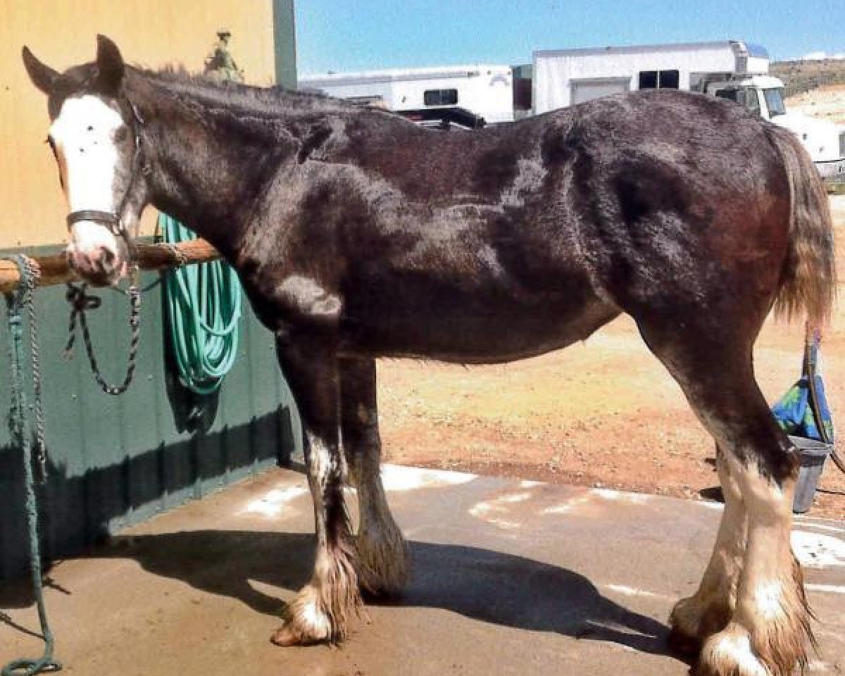 horse Boulder Bluff Chayla (Clydesdale, 2012, from Hatfield Front Runner)