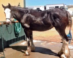 horse Boulder Bluff Chayla (Clydesdale, 2012, from Hatfield Front Runner)