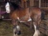 Zuchtstute Boulder Bluff Carla (Clydesdale, 2005, von Weidmen's View Sebastien)