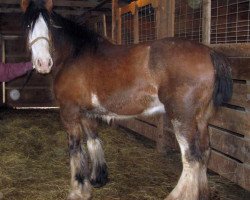 Zuchtstute Boulder Bluff Carla (Clydesdale, 2005, von Weidmen's View Sebastien)