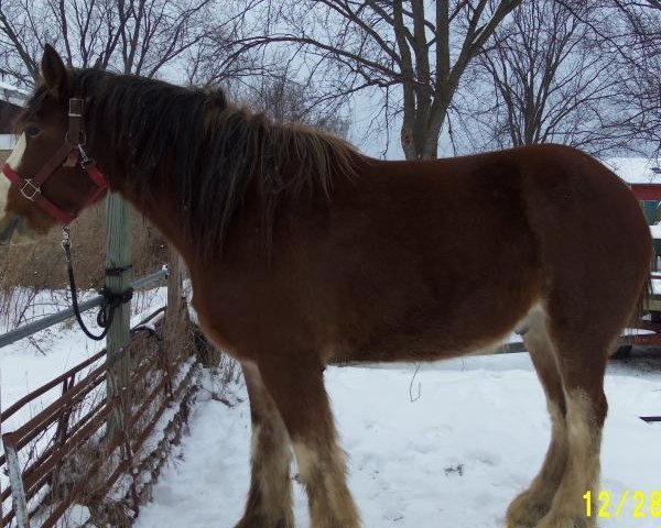 horse Boulder Bluff Caden (Clydesdale, 2011, from Willow Way Conor)