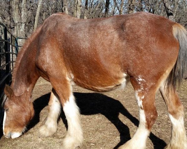 broodmare Boulder Bluff Catalina (Clydesdale, 2006, from Hatfield Elite)