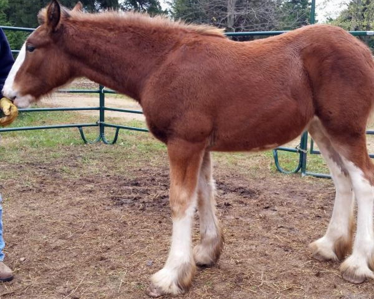 horse Boulder Bluff Brynn (Clydesdale, 2016, from Towerview Major Attraction)