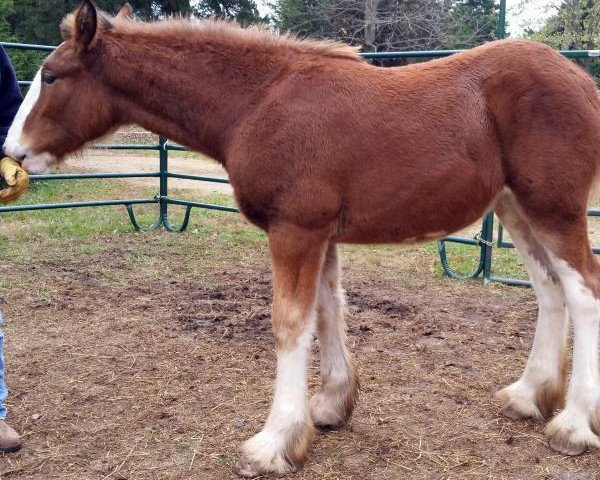 Pferd Boulder Bluff Brynn (Clydesdale, 2016, von Towerview Major Attraction)