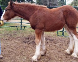 horse Boulder Bluff Brynn (Clydesdale, 2016, from Towerview Major Attraction)