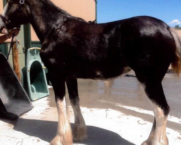 broodmare Boulder Bluff Bryer (Clydesdale, 2013, from Hatfield Front Runner)