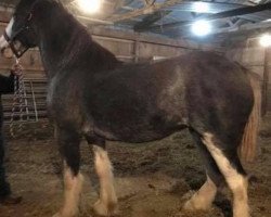 Zuchtstute Boulder Bluff Belle II (Clydesdale, 2014, von Hatfield Front Runner)