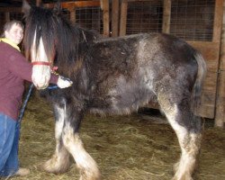 broodmare Boulder Bluff Baldy (Clydesdale, 2012, from Hatfield Front Runner)