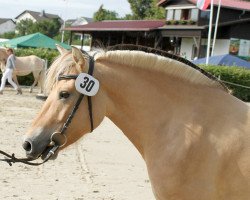 broodmare Lisandra (Fjord Horse, 2011, from Dylan)