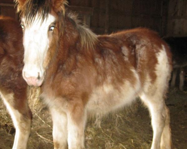 horse Boulder Bluff Angelique (Clydesdale, 2012, from Maple Stone Dufferin)