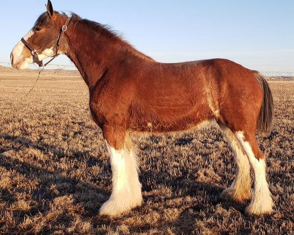 horse AM Stetson Dusty (Clydesdale, 2016, from SBH Stetson)