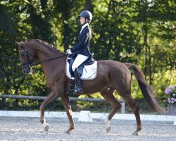 dressage horse Finley´s Fire (Hanoverian, 2011, from Fuechtels Floriscount OLD)