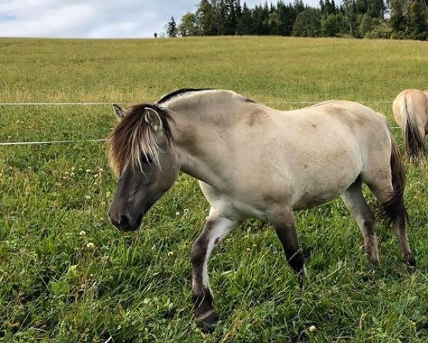 broodmare Lou Llewellyn (Fjord Horse, 2016, from Marlon)