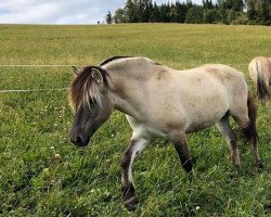 Zuchtstute Lou Llewellyn (Fjordpferd, 2016, von Marlon)